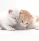 mes chat