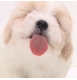 mon ancien chien