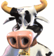 vache